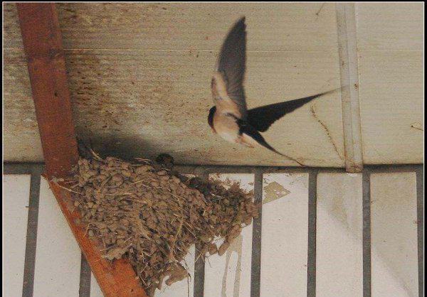 什么情况下燕子会弃窝