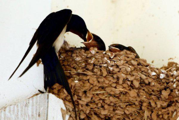 什么情况下燕子会弃窝