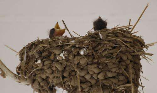 什么情况下燕子会弃窝