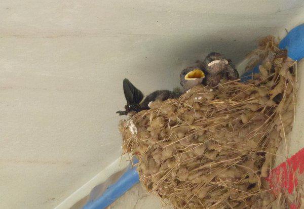 什么情况下燕子会弃窝
