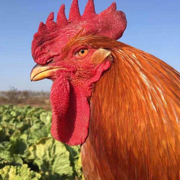 古人常说鸡有五德指的是哪五德