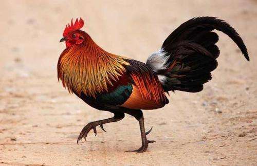 古人常说鸡有五德指的是哪五德