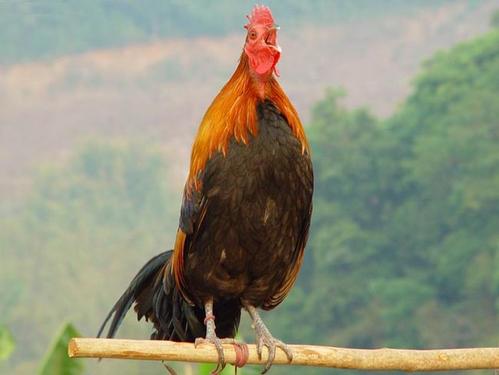 古人常说鸡有五德指的是哪五德