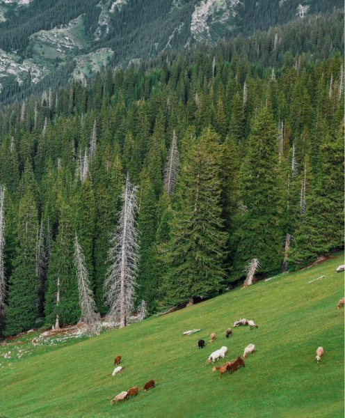 新疆的旅游景点有哪些