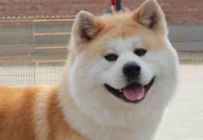 秋田犬的优缺点及适合人群 家养秋田犬有什么好处和坏处