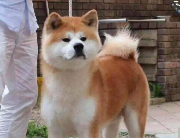 秋田犬的优缺点及适合人群