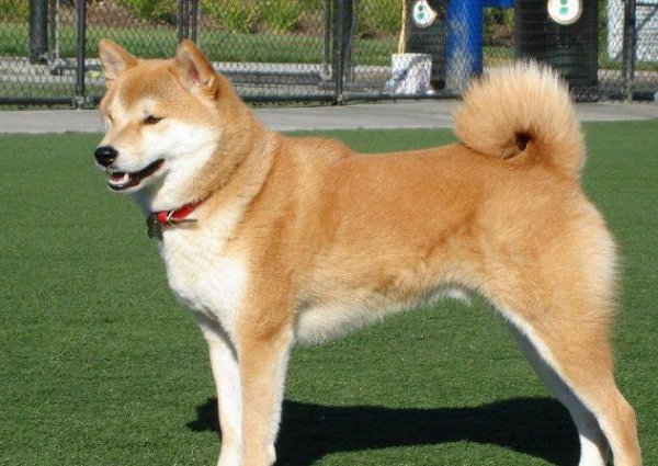 秋田犬的优缺点及适合人群