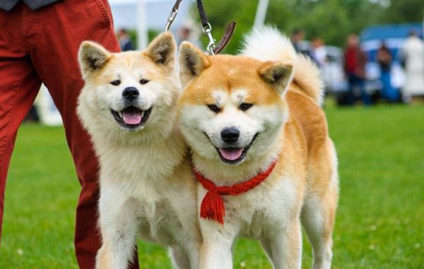 秋田犬的优缺点及适合人群