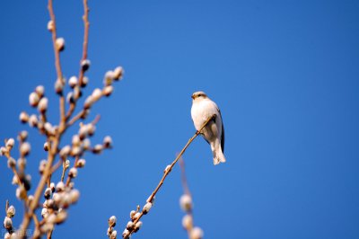 历史上三步成诗的诗人是谁 三步成诗指的是哪位诗人