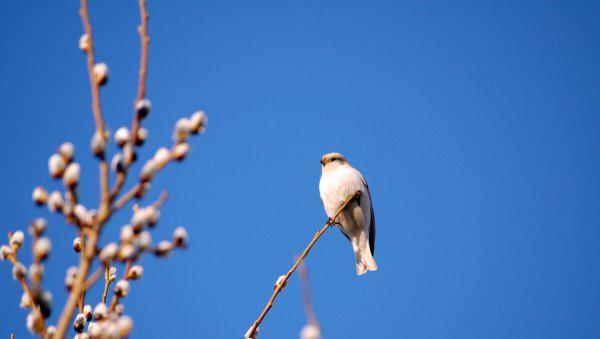历史上三步成诗的诗人是谁
