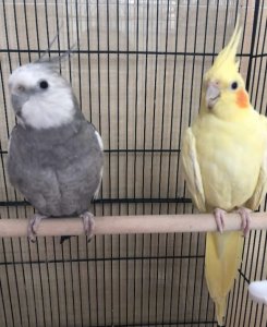 黄化玄凤鹦鹉会说话吗 玄凤鹦鹉的认人特点及基本资料