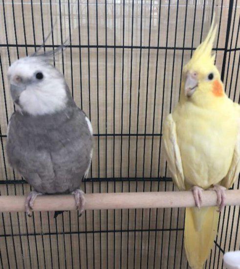 黄化玄凤鹦鹉会说话吗