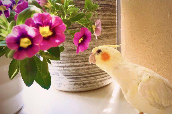 黄化玄凤鹦鹉会说话吗