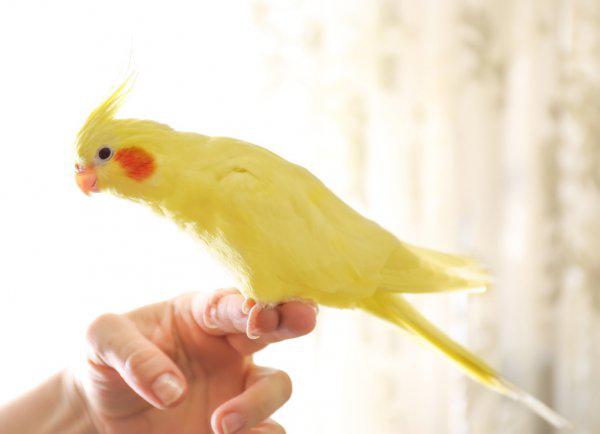 黄化玄凤鹦鹉会说话吗