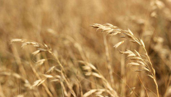 新月沃地萌发了古农业文明吗