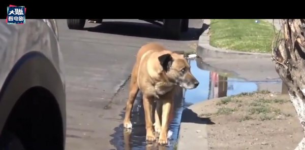 灵媒是什么意思