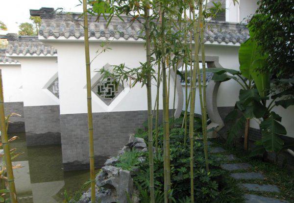 门前种竹子风水好不好