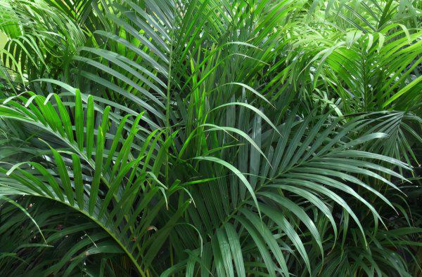 门前种竹子风水好不好