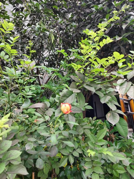 女朋友要的仪式感是啥