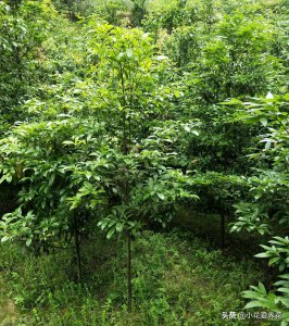 金丝楠木10年能长多大多粗 生长缓慢的小苗一年能长多高