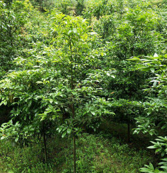 金丝楠木10年能长多大多粗