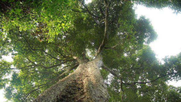 金丝楠木10年能长多大多粗