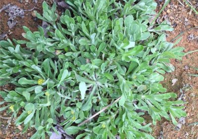 清明时青团用什么草做的好吃 盘点适合做青团的几种野草