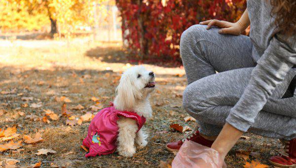 狗为什么喜欢吃屎