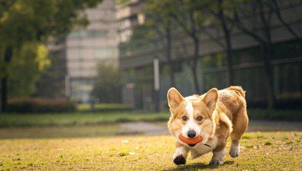 狗为什么喜欢吃屎