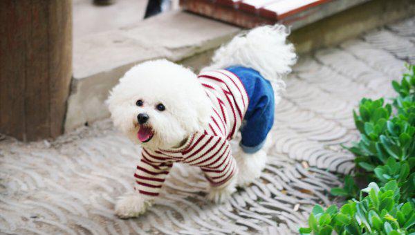 狗为什么喜欢吃屎