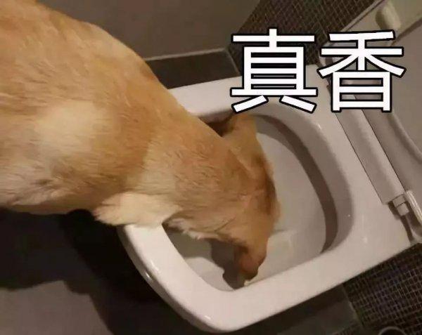 狗为什么喜欢吃屎