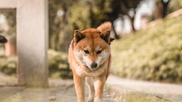 狗为什么喜欢吃屎