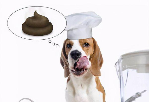 狗为什么喜欢吃屎