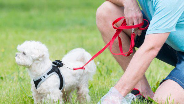 狗为什么喜欢吃屎