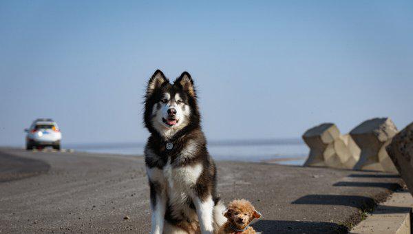 狗为什么喜欢吃屎