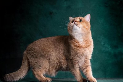 金渐层越黑越不值钱吗 金渐层的毛色和价格有什么关系