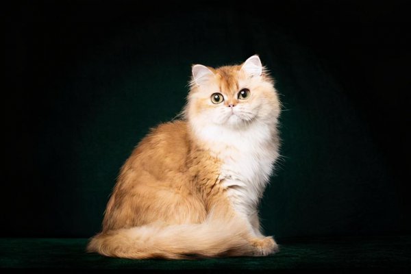 金渐层越黑越不值钱吗