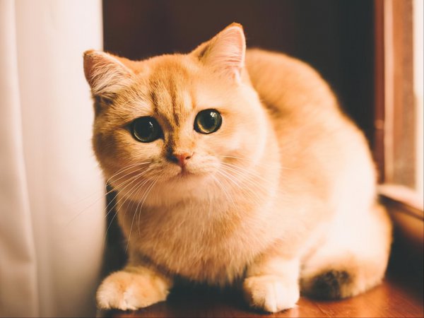 金渐层越黑越不值钱吗