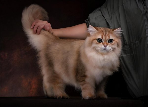 金渐层越黑越不值钱吗