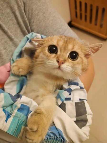 金渐层越黑越不值钱吗