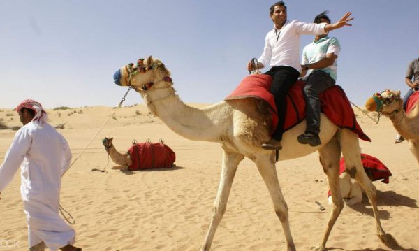 骆驼的寿命一般是多少年