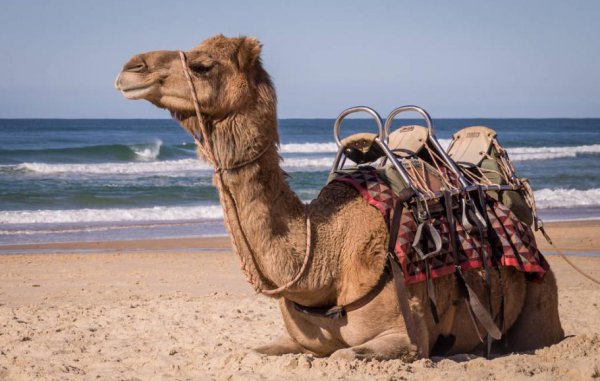 骆驼的寿命一般是多少年