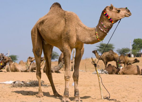 骆驼的寿命一般是多少年