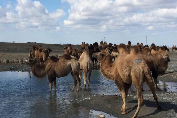 骆驼的寿命一般是多少年