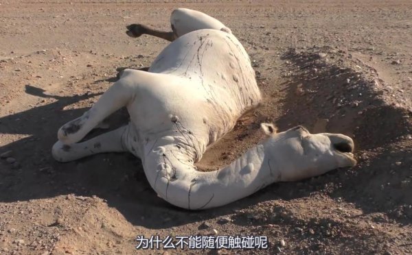 骆驼的寿命一般是多少年