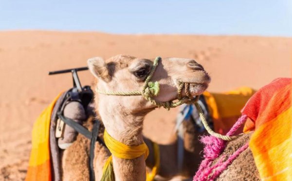 骆驼的寿命一般是多少年