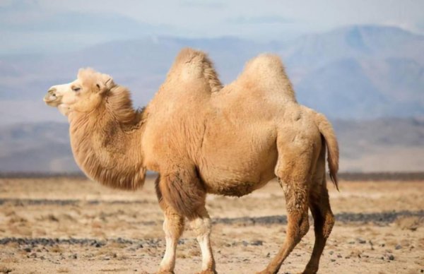 骆驼的寿命一般是多少年