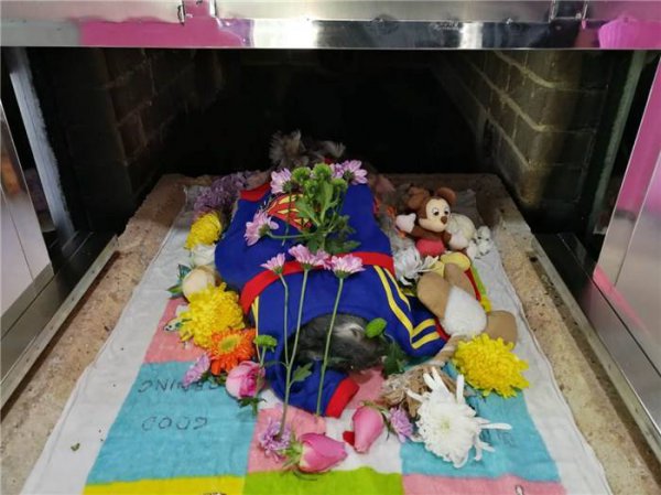 猫咪死后埋在哪里好