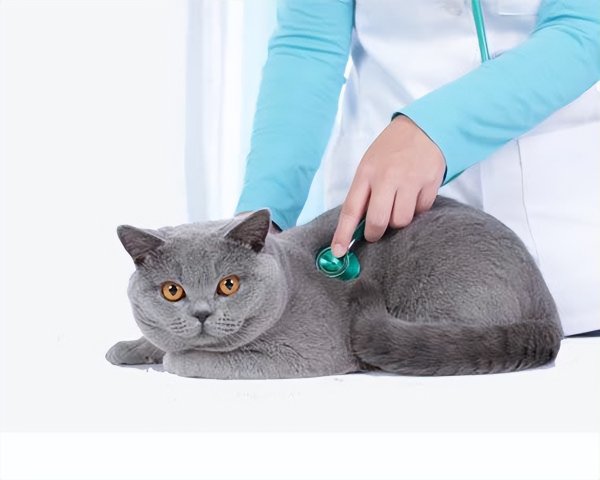 猫咪死后埋在哪里好