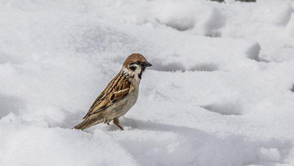 贾宝玉的性格特点